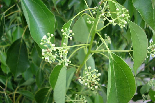 Ravitsara: kilmė, aromatas, gamyba.