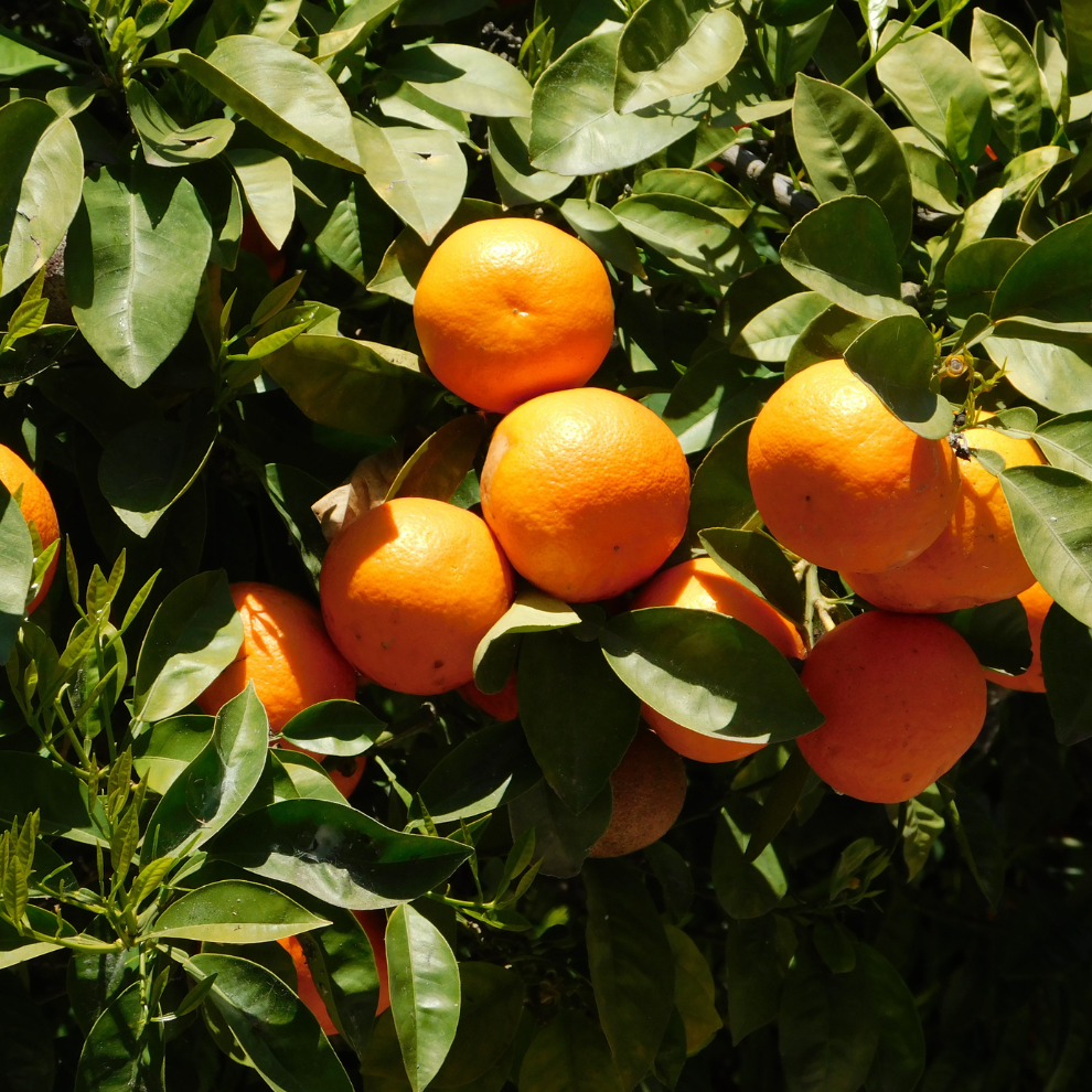 Oshadhi_BITTER ORANGE | Kartaus apelsino eterinis aliejus