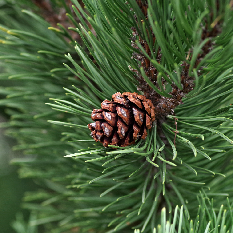 Oshadhi_SCOTS PINE | Pušų eterinis aliejus
