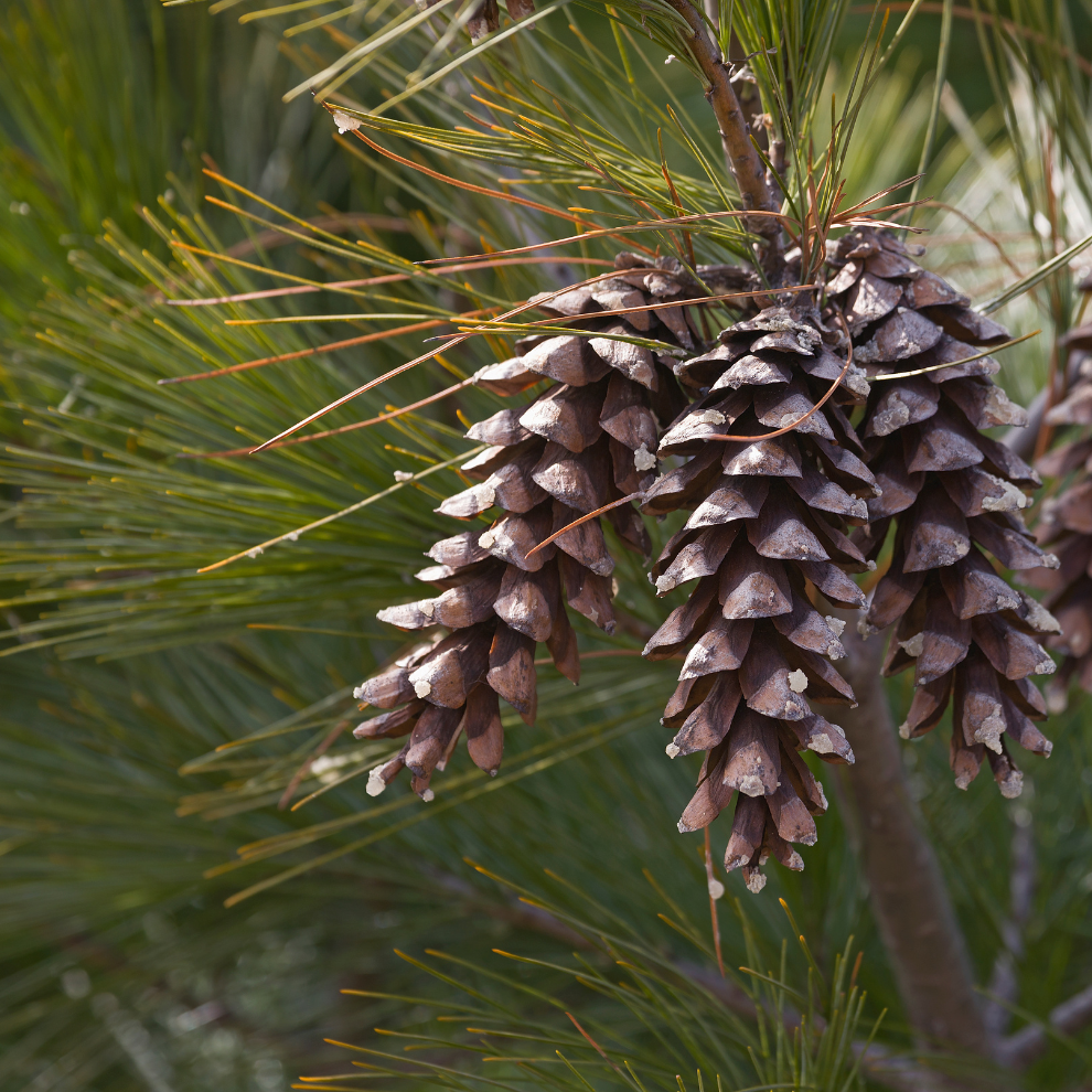 Oshadhi_WHITE PINE | Baltųjų pušų eterinis aliejus