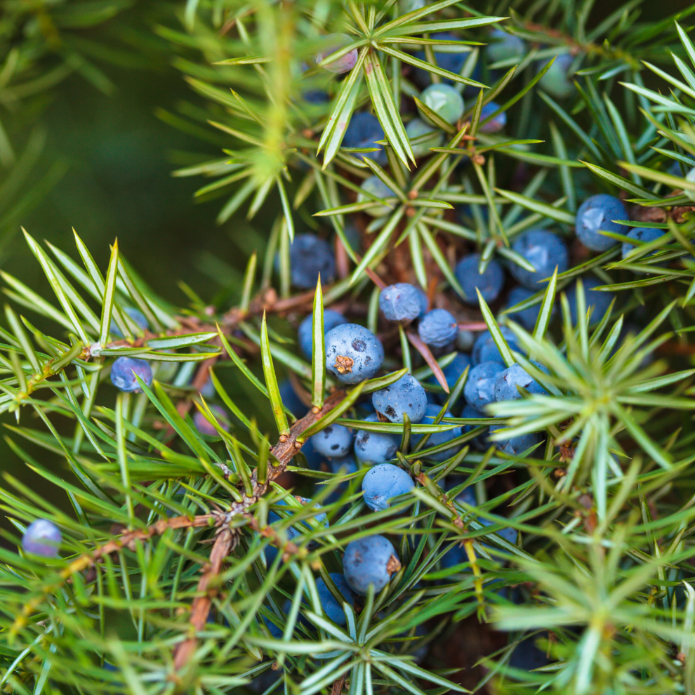 JUNIPER ORGANIC | Ekologiškas kadagio eterinis aliejus