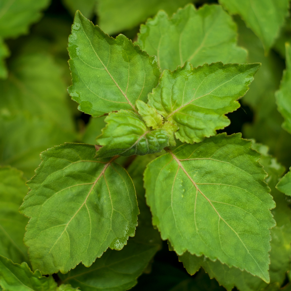 PATCHOULI ORGANIC | Pačiulio eterinis aliejus
