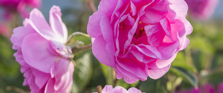 ROSE BLOSSOMS | Damasko rožių absoliutas