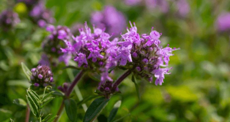 Čiobrelis Thyme (Borneol) organic