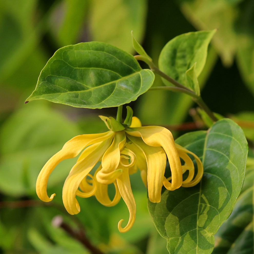 YLANG-YLANG | Kanangos eterinis aliejus Oshadhi
