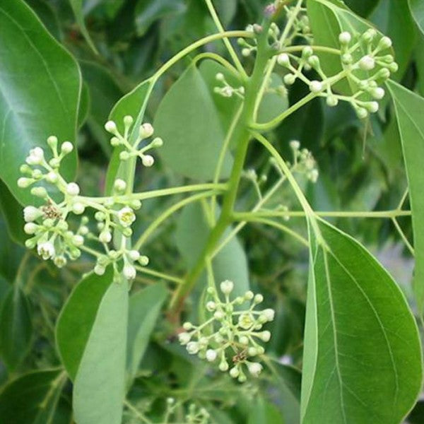 RAVINTSARA ORGANIC | Ravintsaros eterinis aliejus