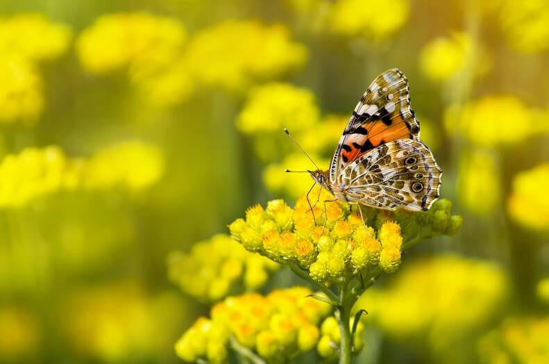 HELICHRYSUM (IMMORTELLA) | šlamučių eterinis aliejus "Helichrysum italicum"