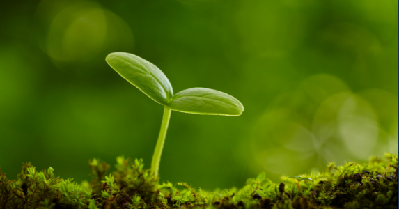 Kuo skiriasi eteriniai aliejai nuo sinergijų?