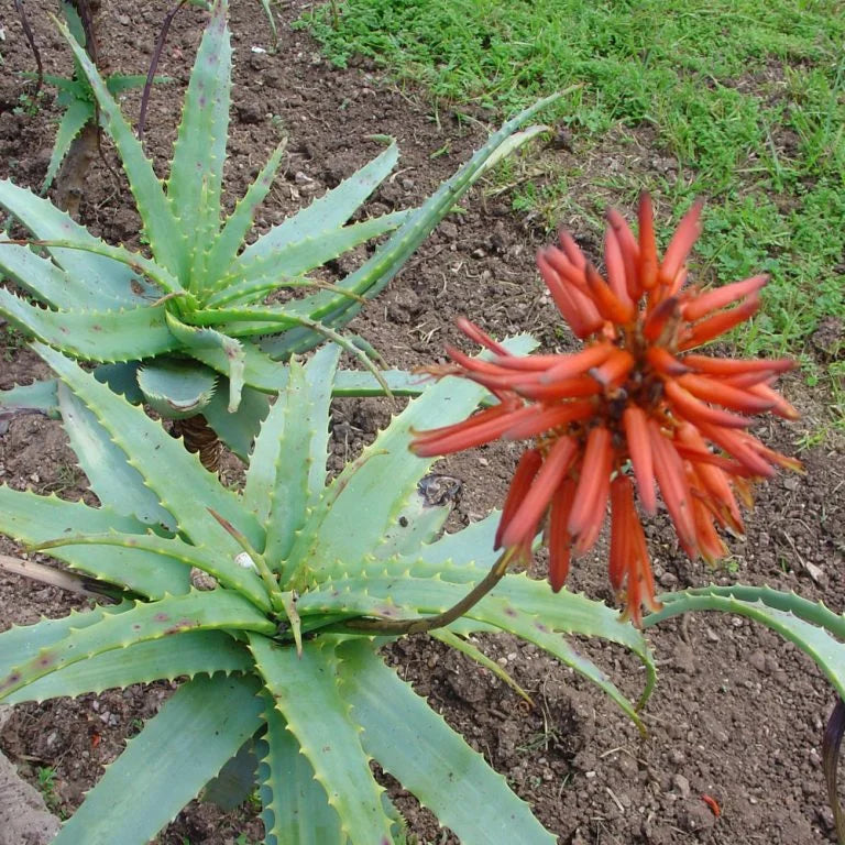 Ekologiškas Aloe Vera 10:1 koncentratas
