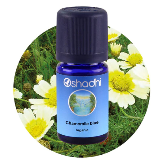 CHAMOMILE BLUE ORGANIC | mėlynųjų ramunėlių eterinis aliejus "Matricaria chamomilla"