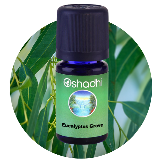 Oshadhi_EUCALYPTUS GROVE | Sinerginis aliejų mišinys