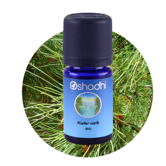 Oshadhi_WHITE PINE | Baltųjų pušų eterinis aliejus