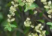 Litsea( May Chang) organic "Litsea cubeba "